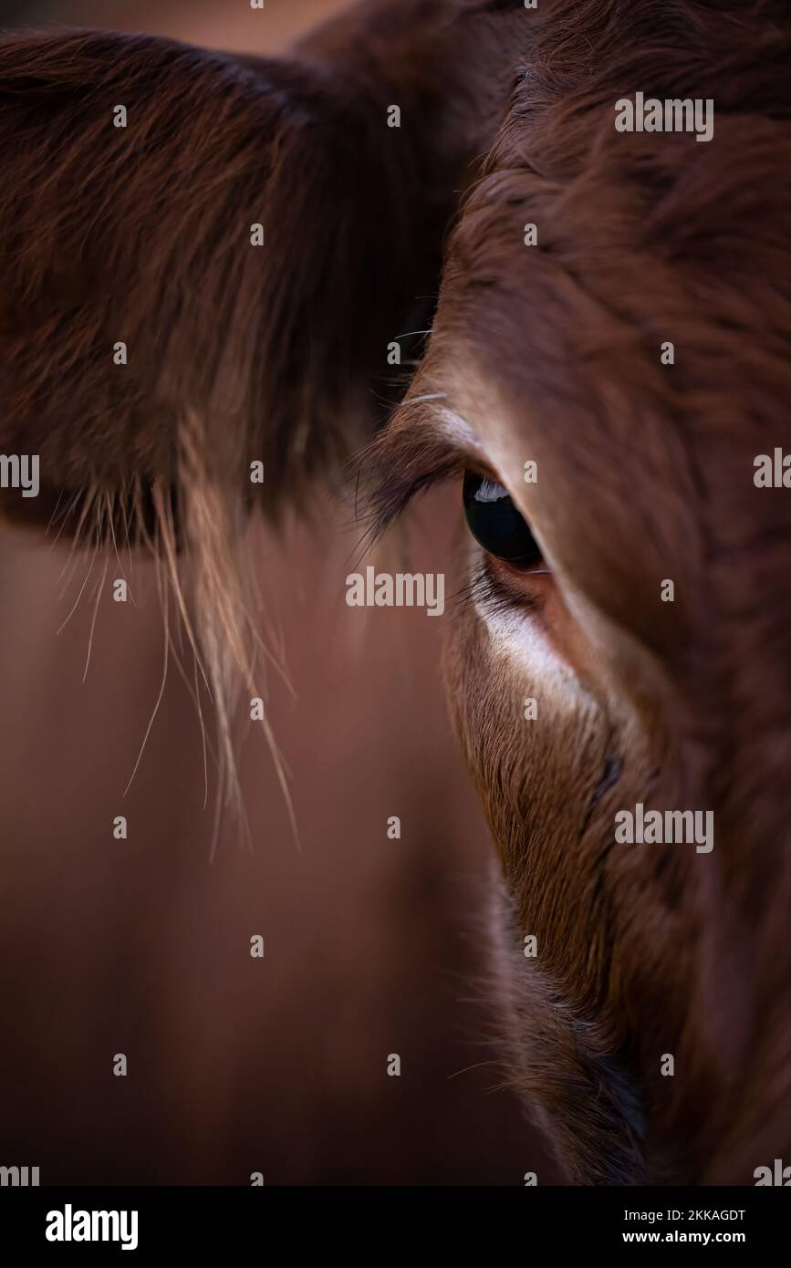 Closeup of a head of a brown cow in Germany Stock Photo