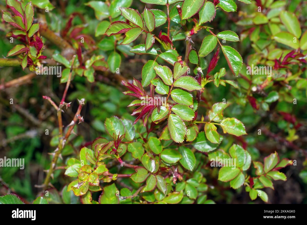 young leaves well rose bush, spring Stock Photo