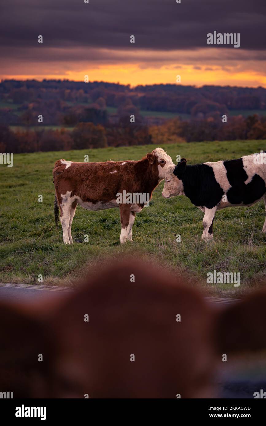 Two cows on a field in the warm light of susnset in Germany Stock Photo