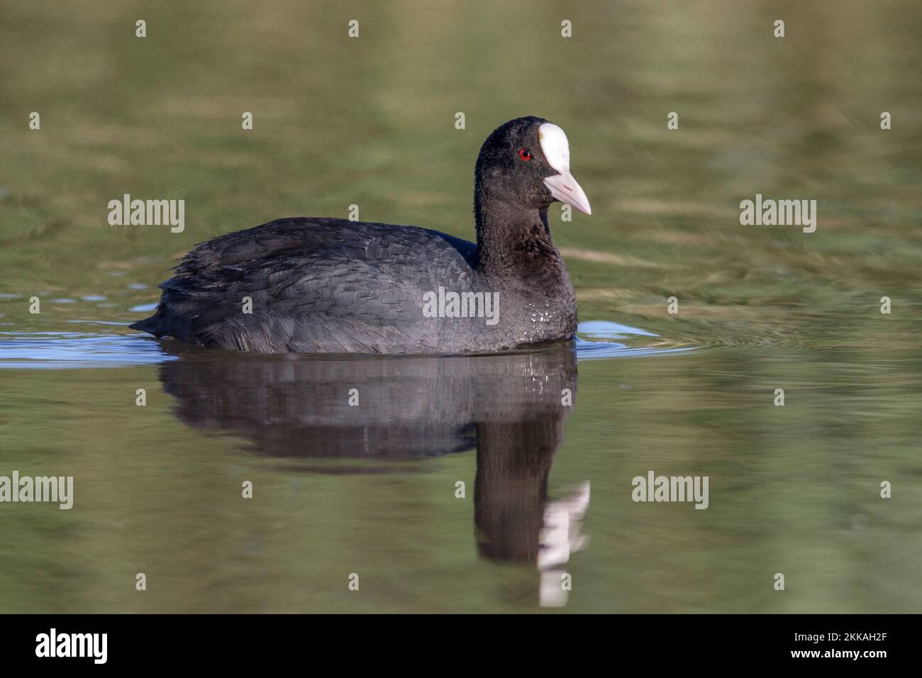 Eurasian coot, Fulica atra, with reflection, Andalusia, Spain Stock Photo
