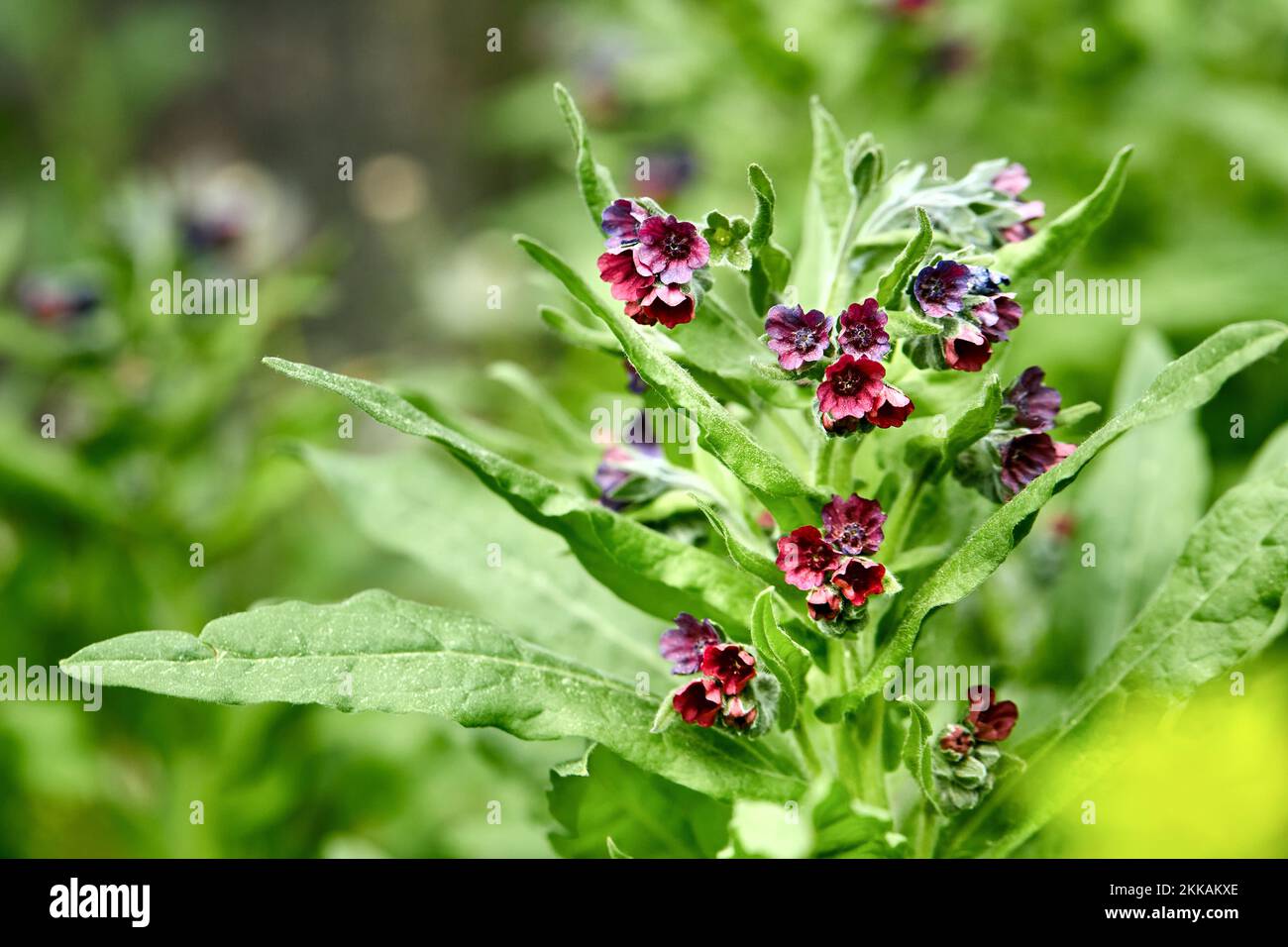 Cynoglossum officinale or houndstongue, houndstooth, dog's tongue, gypsy flower, and rats and mice due to its small herbaceous plant of family Stock Photo