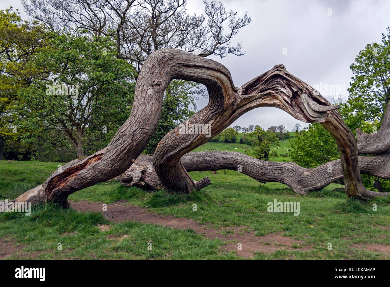 Twisted Tree Ribblehead Dinckley hi-res stock photography and images - Alamy