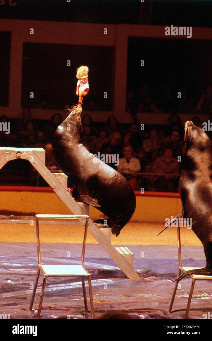 Performing seals at the Kelvin Hall Circus in 1980. the seal is balancing a doll on its nose. not politically correct in the 21st century to have animals performing for entertainment. Stock Photo