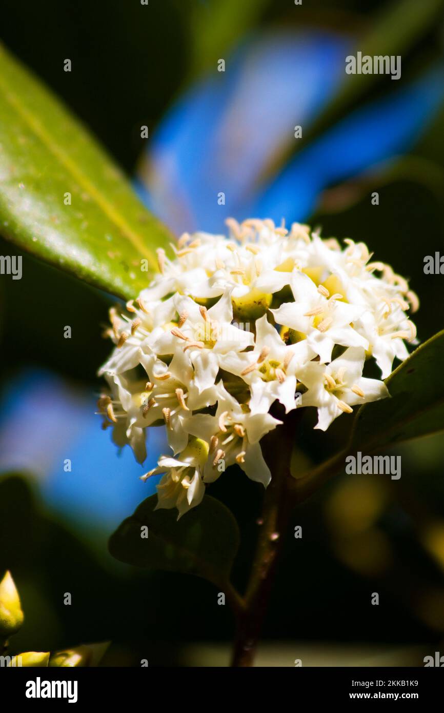 The Most Common Mangrove Plant The River Mangrove (Aegiceras corniculatum) In Full Bloom Stock Photo