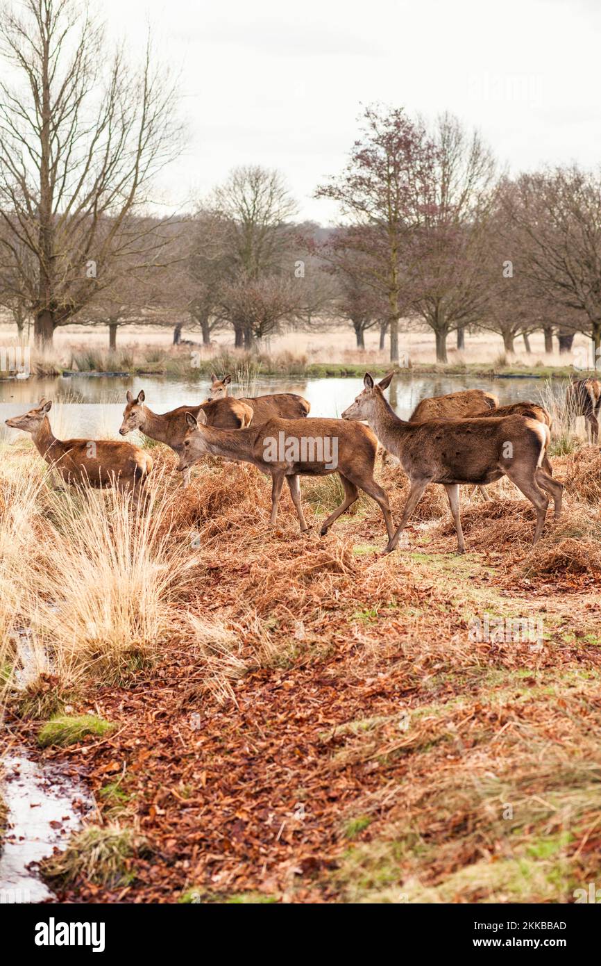 Herd of deer in the autumn season in Richmond Park, UK Stock Photo