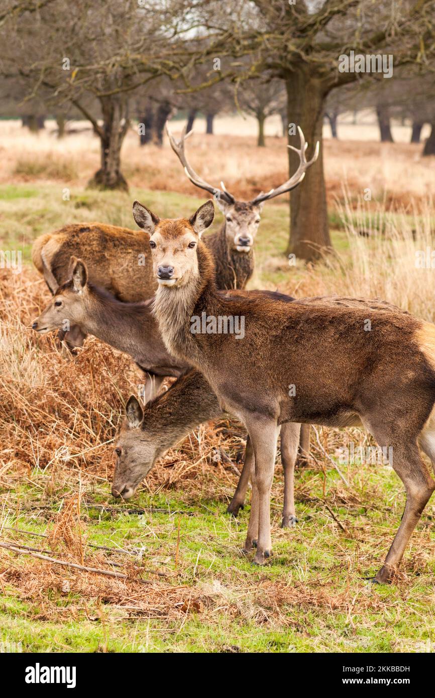 A herd of deer in the autumn season in Richmond Park, UK Stock Photo
