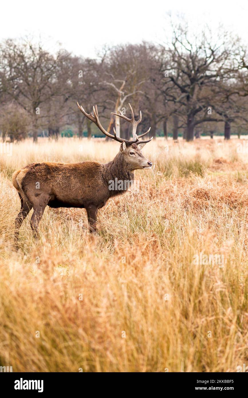 Red deer stag in Richmond Park during the rutting season, Richmond, UK Stock Photo