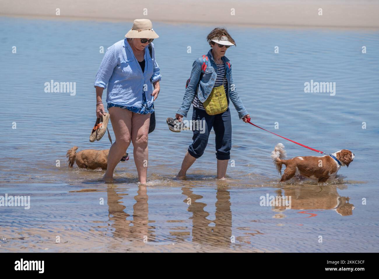 Adelaide, Australia. 25 November 2022.  Women walking their dogs along the seas shore in the hot weather at the beach in Adelaide Australia as temperatures are forecast to reach above 30celsius. Credit: amer ghazzal/Alamy Live News Stock Photo