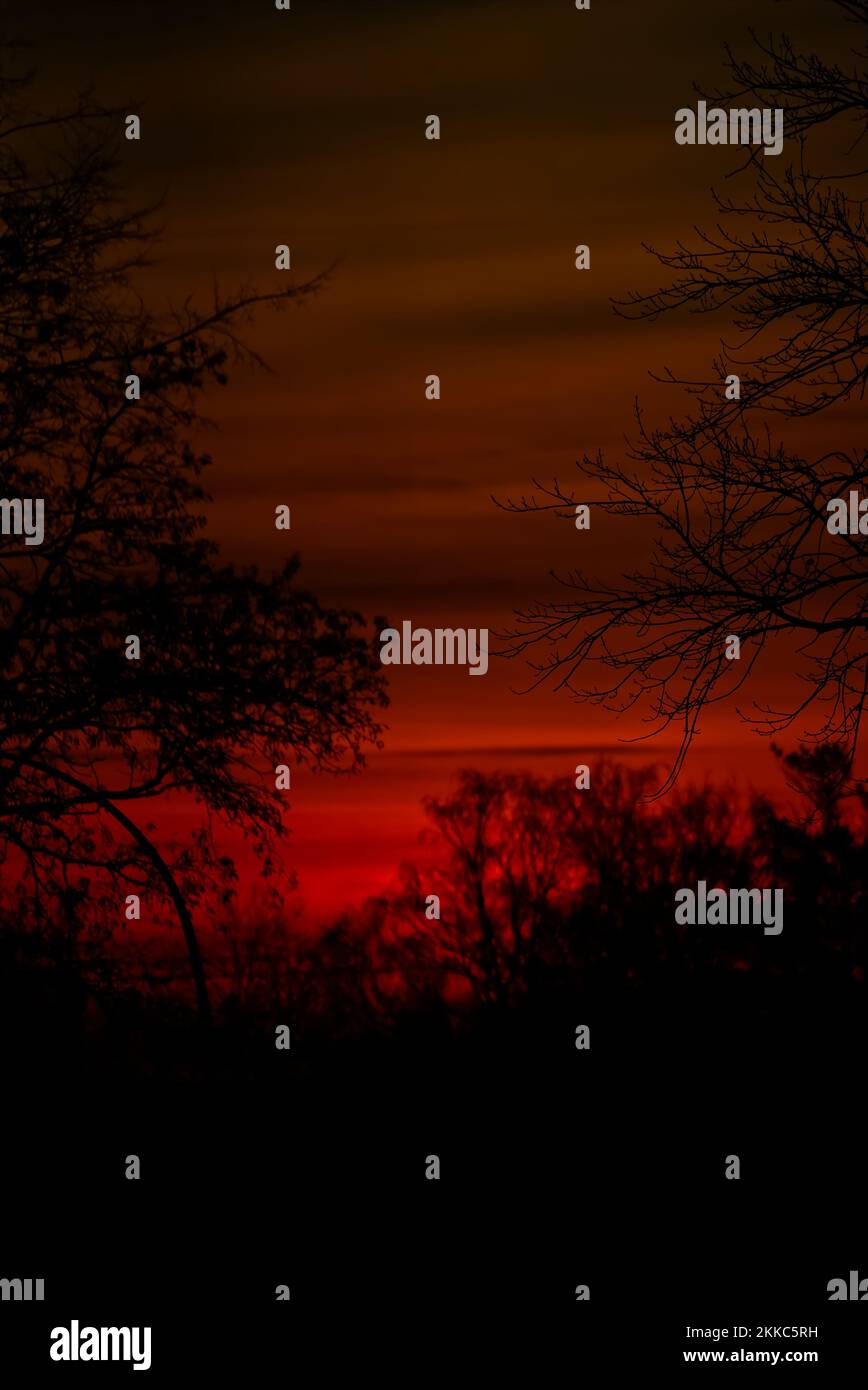 A vertical shot of tree silhouettes on against dark red cloudy sunset ...