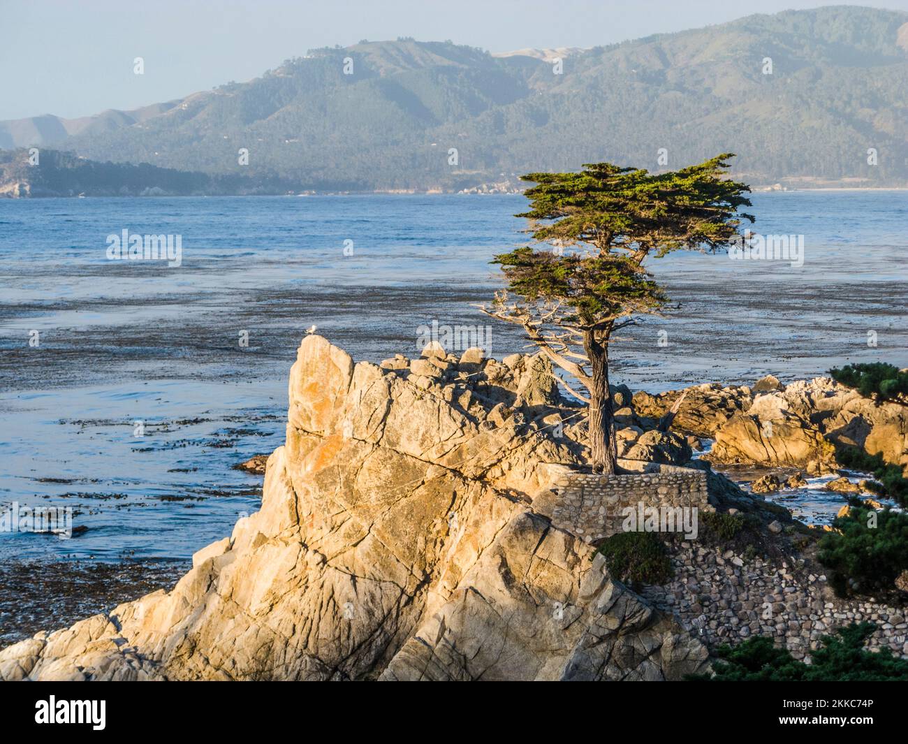 Monterey, USA July 26, 2008 Lone Cypress tree view along famous 17