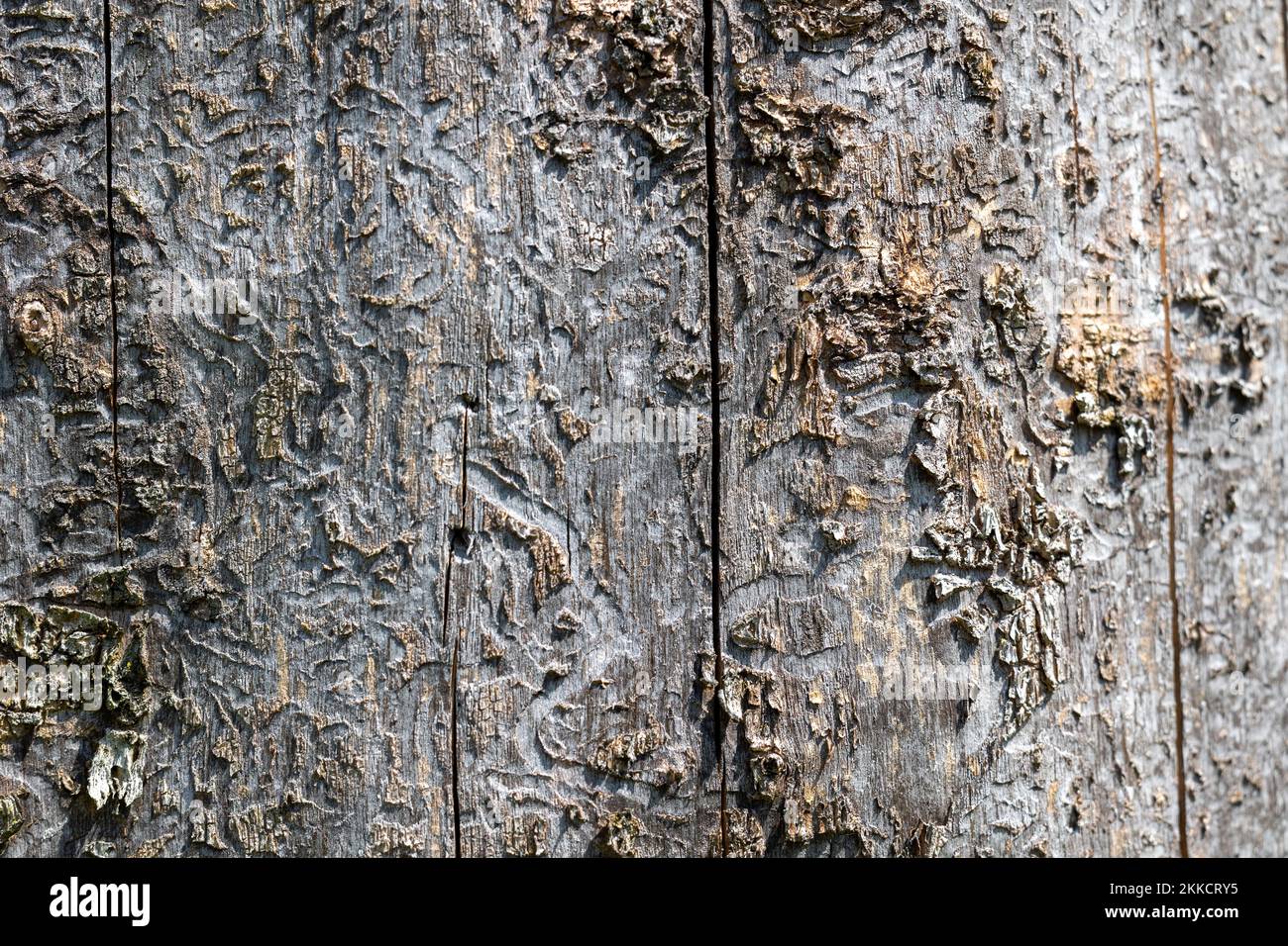 A beautiful tree stump textured background created by Ash Borer larva