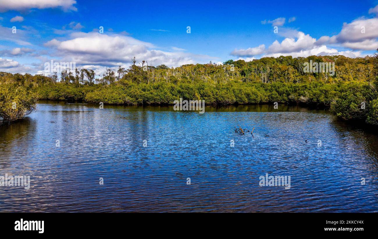 The Kooloonbung Creek Nature Park in Port Macquarie, NSW, Australia ...