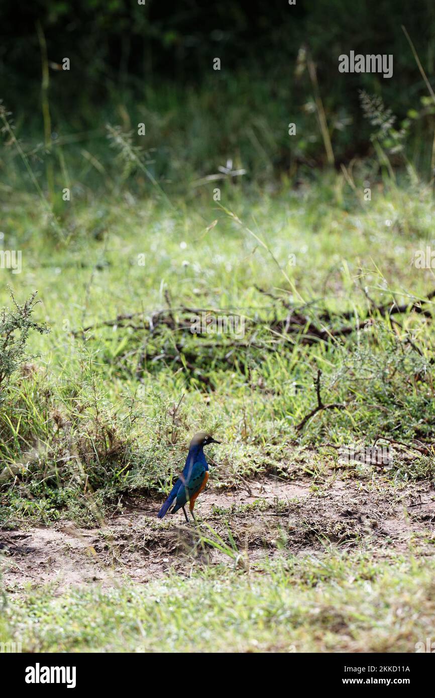 A vertical shot of a superb starling on the ground in the Masai Mara, Kenya Stock Photo