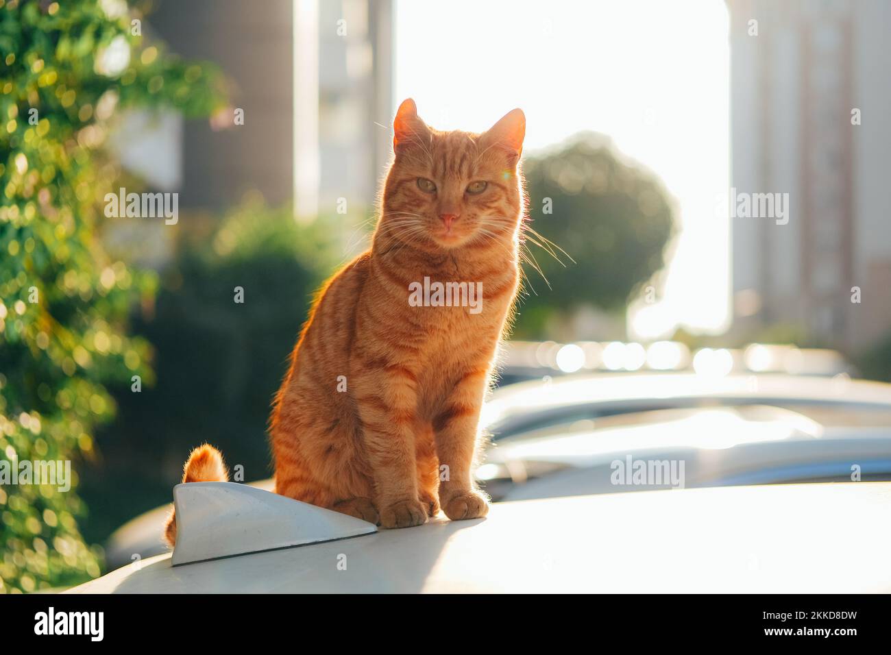 Tabby cat playing outside hi-res stock photography and images - Alamy
