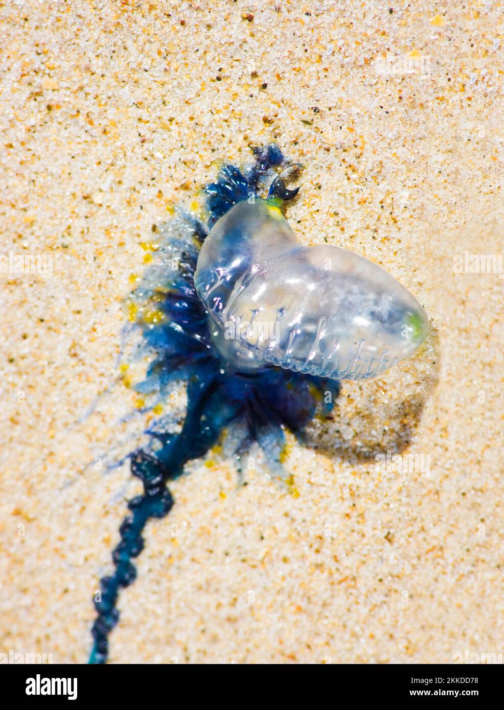Bluebottle Stinger Lies Washed On A Australian Beach Shoreline Stock Photo