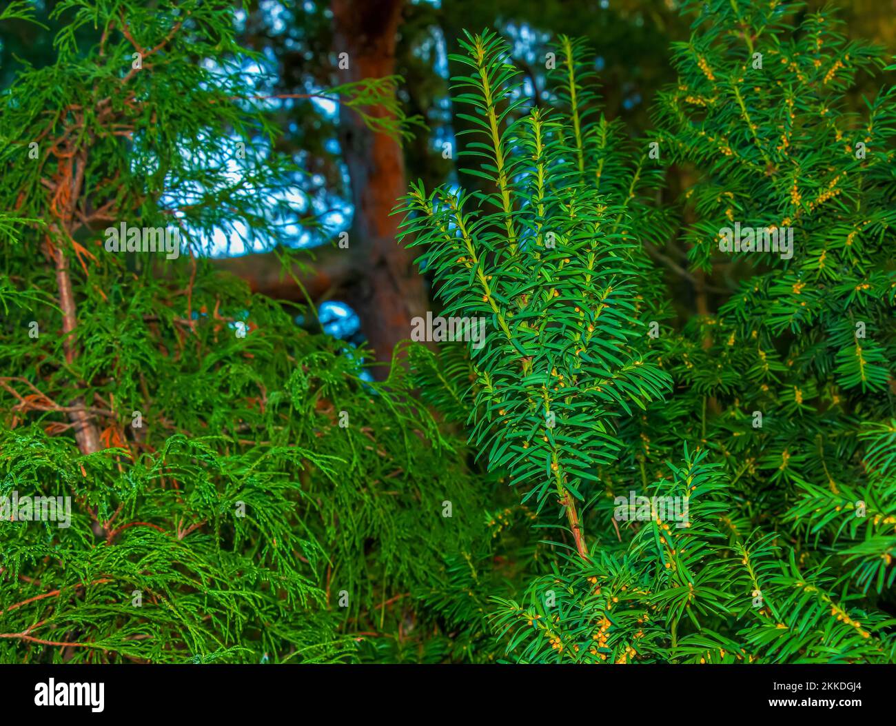 Yew tree with red fruits. Taxus baccata Fastigiata. Branch with mature berries. Red berries growing on evergreen yew tree branches. European yew tree Stock Photo