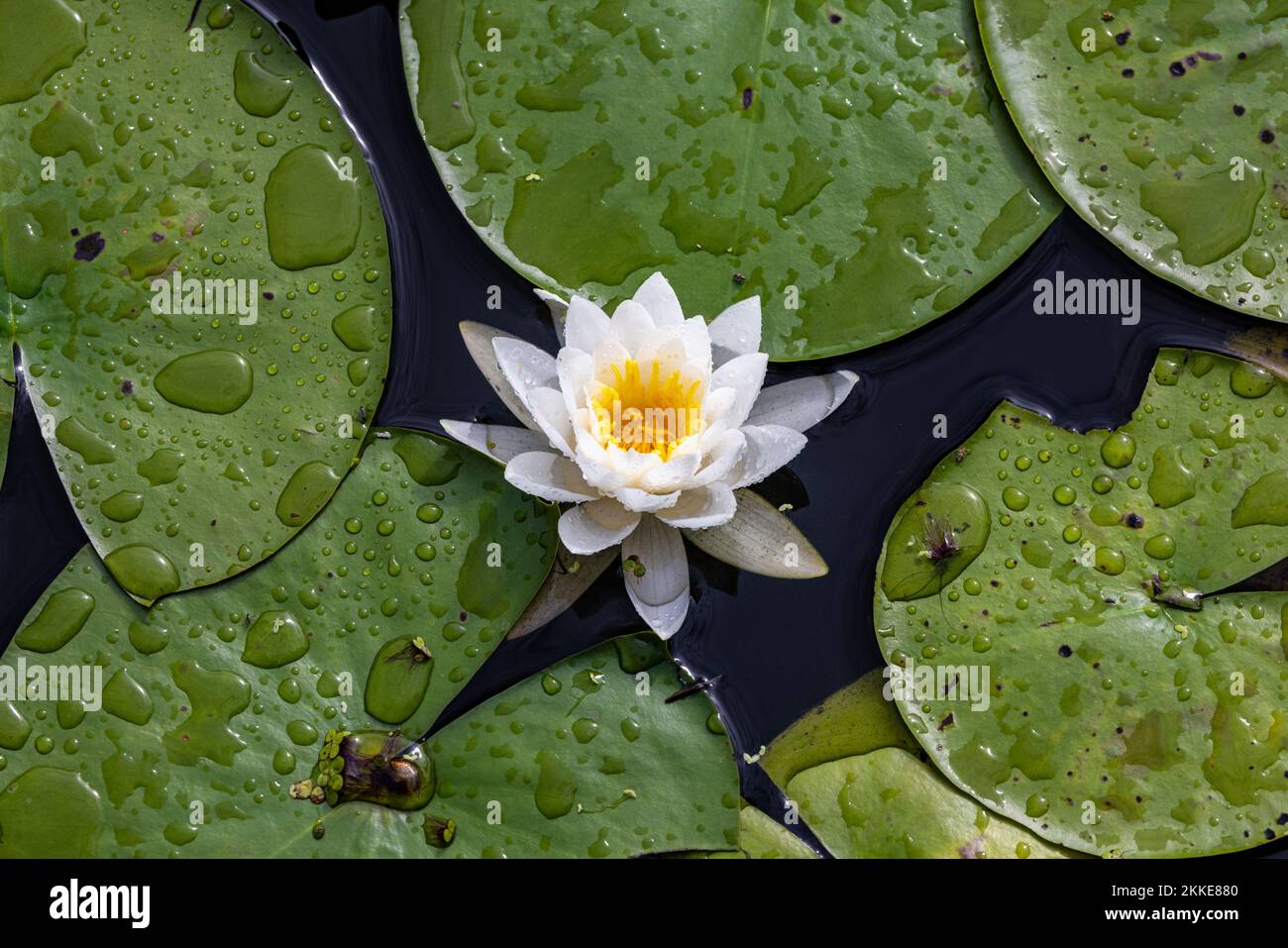 A top view of a water lily Stock Photo - Alamy