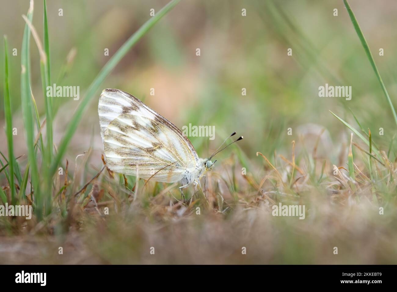 A closeup of a western white (Pontia occidentalis) butterfly standing ...