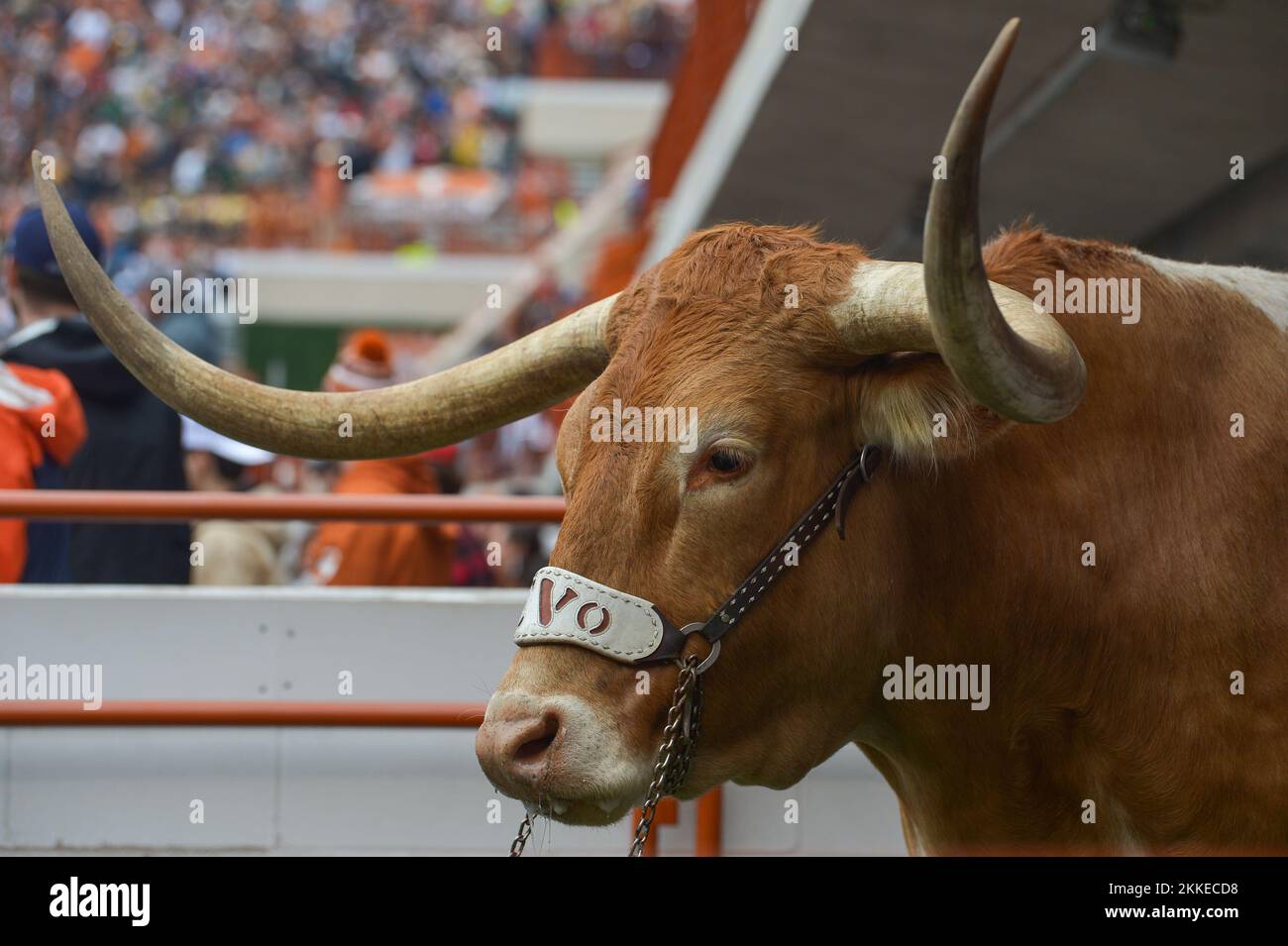 Austin, TX, USA. 25th Nov, 2022. Texas Longhorns Bevo watching his team  play during the game between the University of Texas Longhorns and the  Baylor University Bears at Darrell K Royal-Texas Memorial