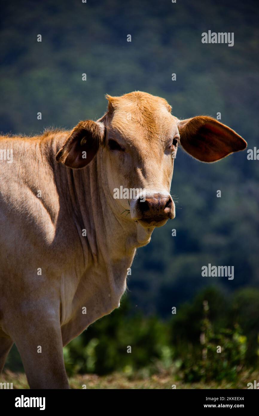 A cow on a hill in Maleny, Australia Stock Photo
