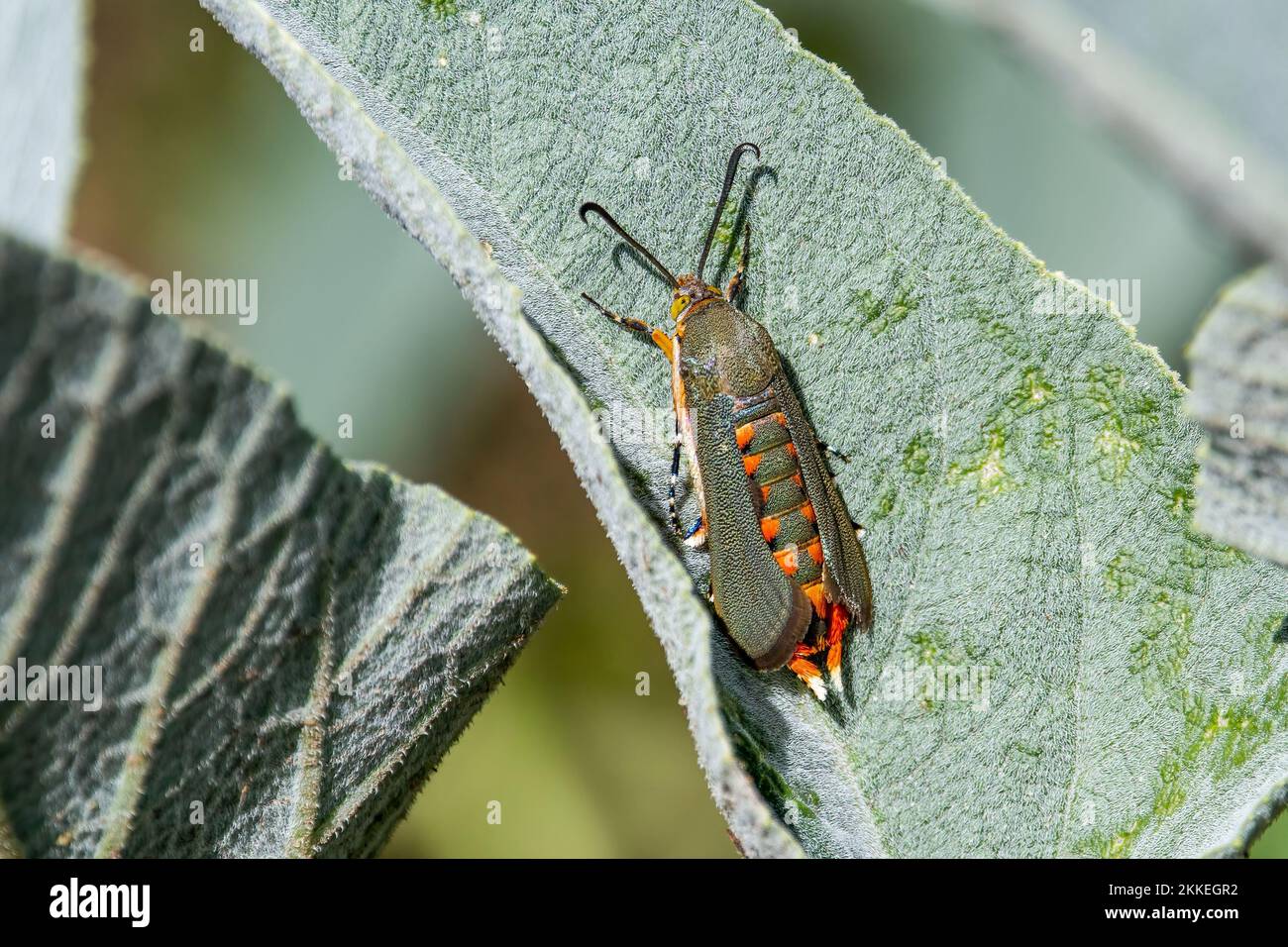 A closeup of a squash vine borer standing on the green leaf Stock Photo