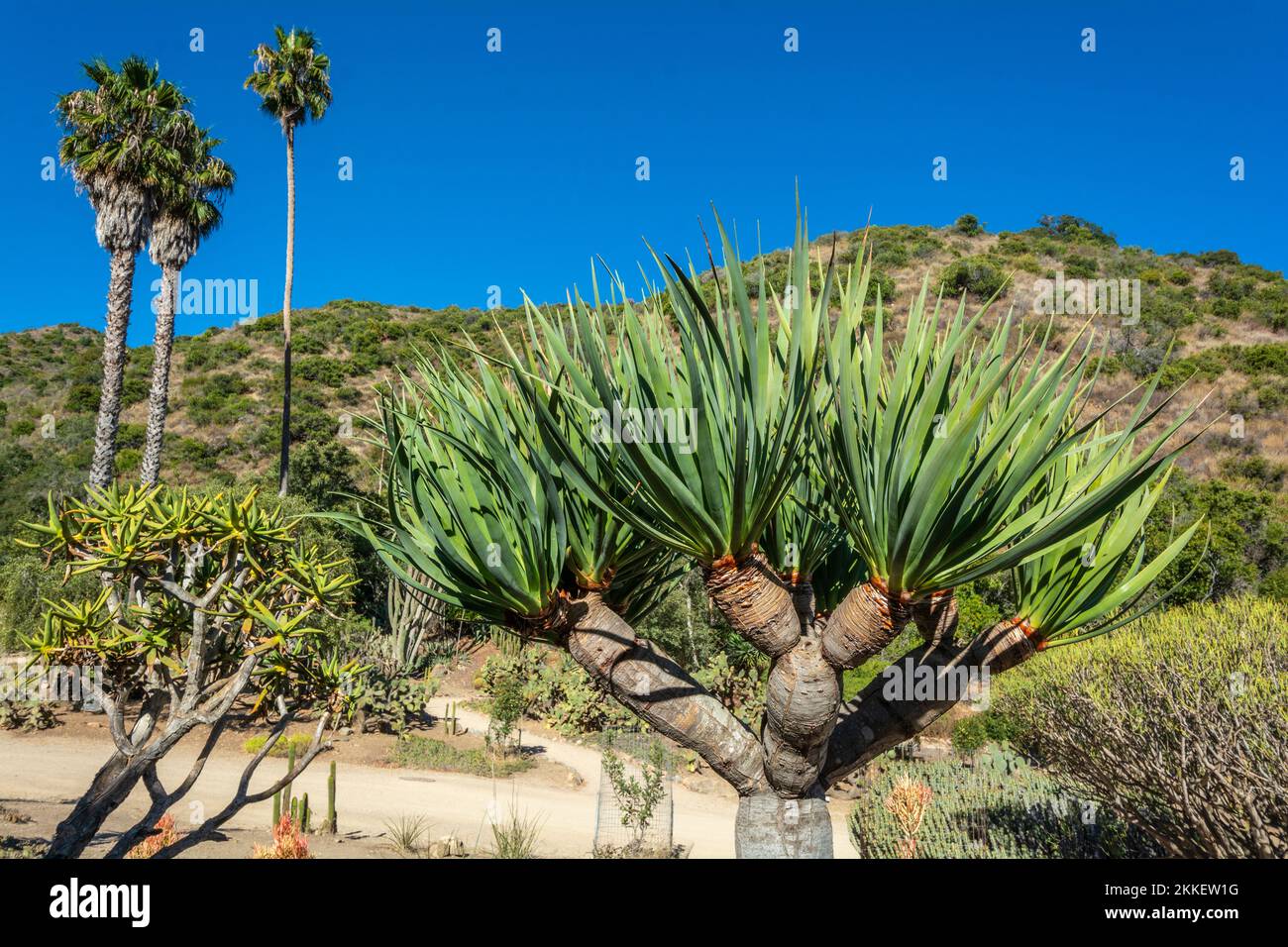 California, Catalina Island, Wrigley Memorial & Botanical Gardens, Dragon Tree, Draeaena draco, Agavaceae, Canary Islands Stock Photo