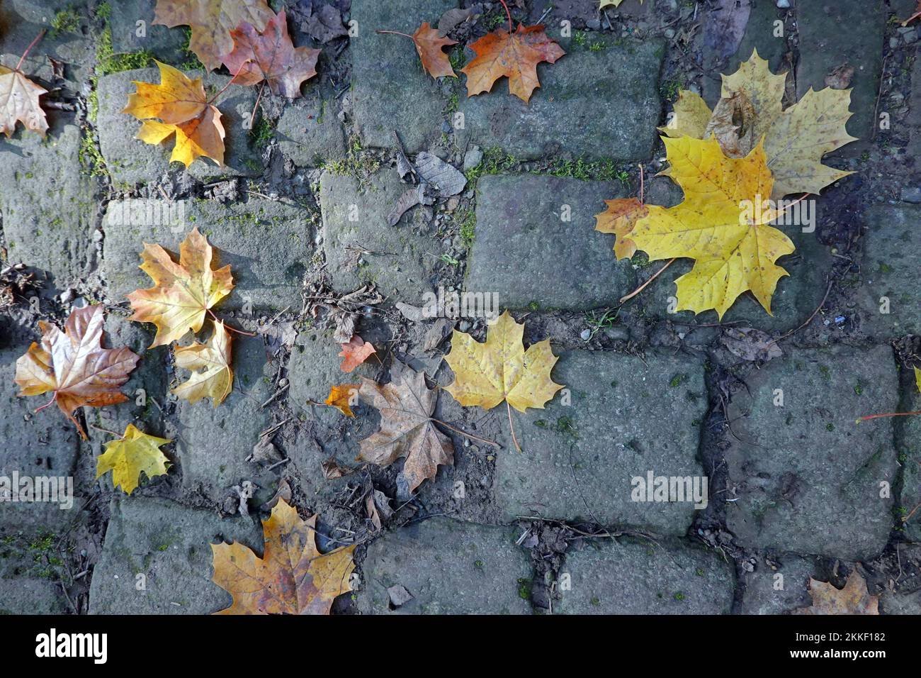Herbstlaub eines Ahorn auf Kopfsteinpflaster Stock Photo