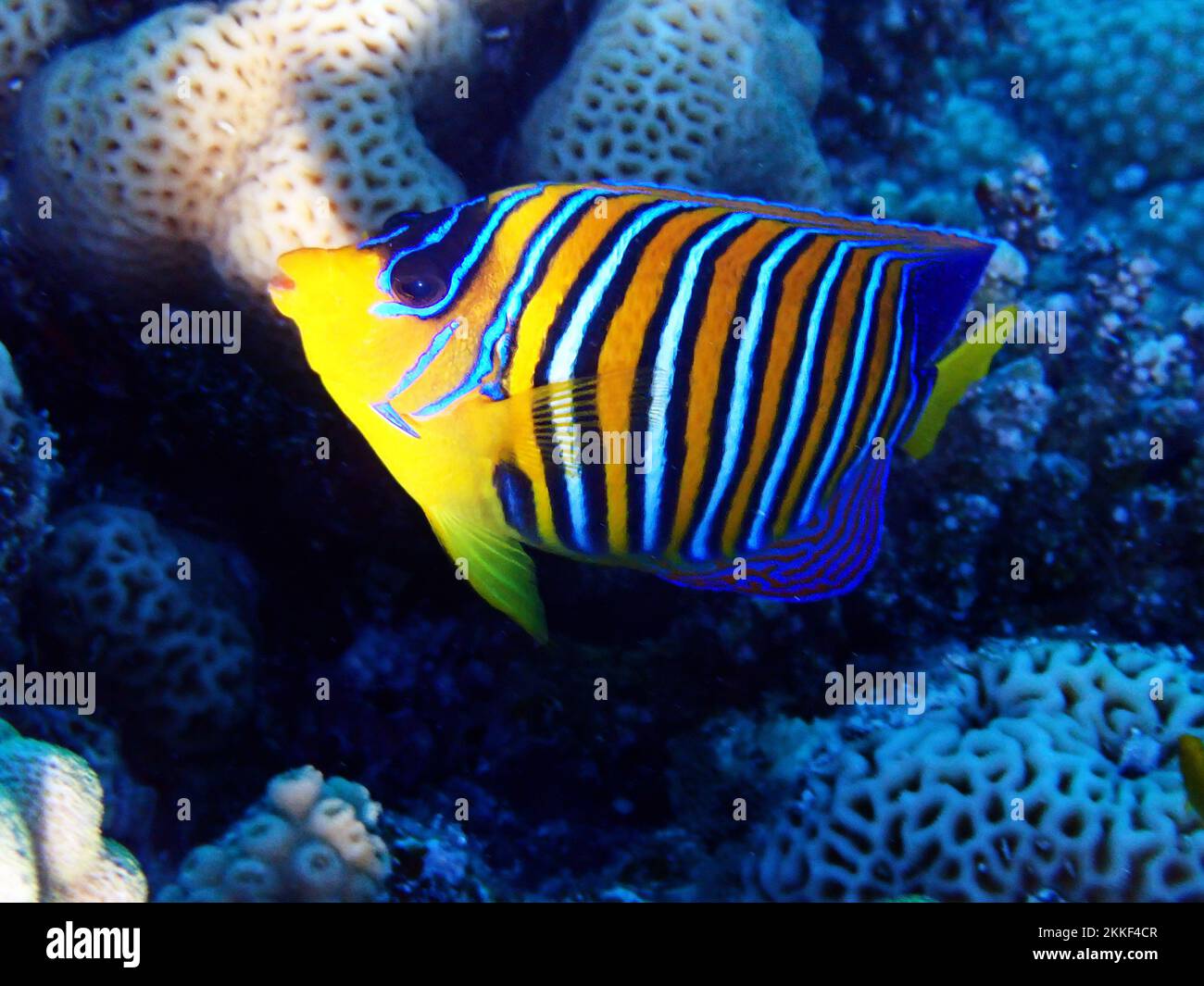 Regal Angelfish (Pygoplites diacanthus) into the serenity world of Red sea in Egypt Stock Photo