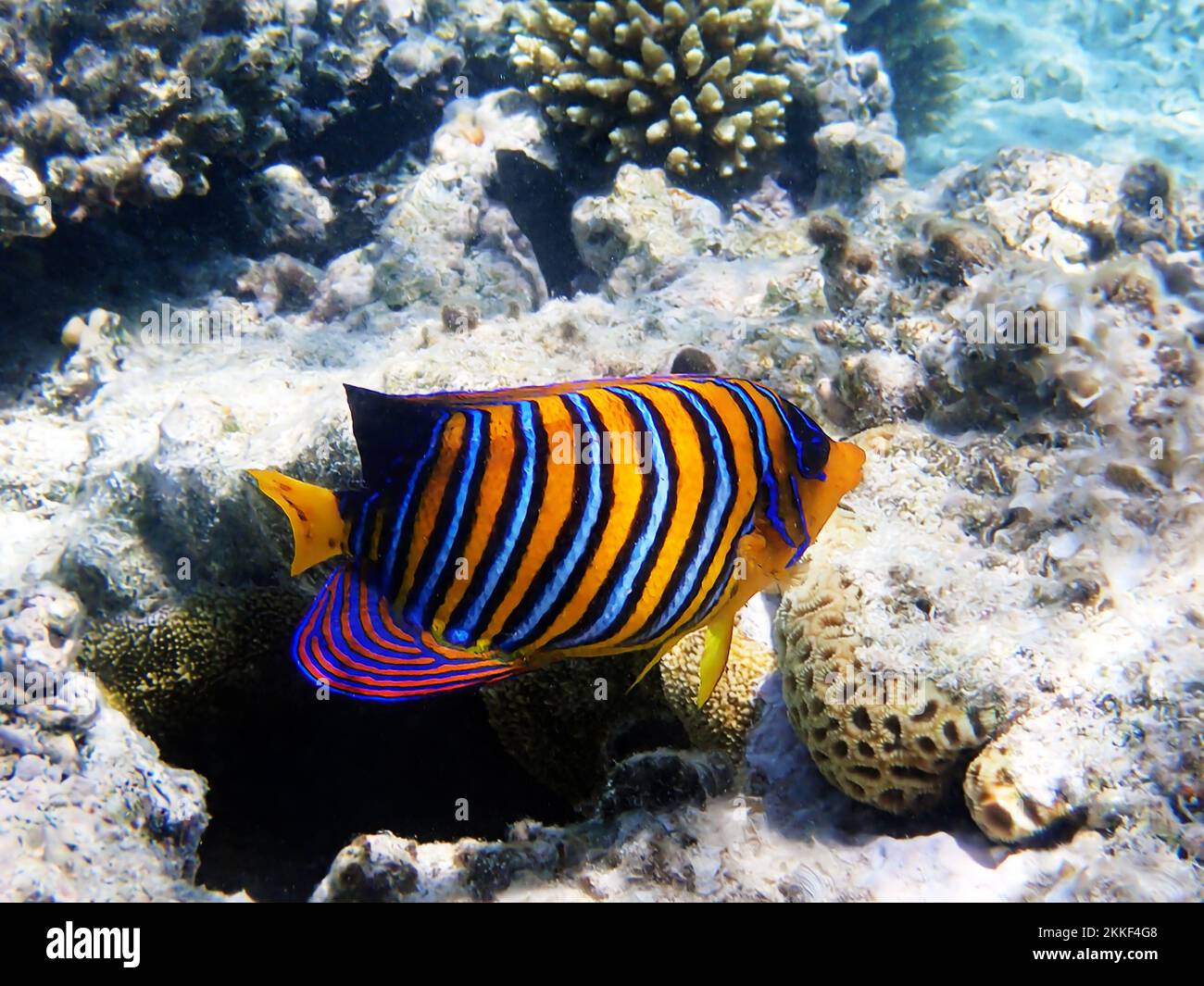 Regal Angelfish (Pygoplites diacanthus) into the serenity world of Red sea in Egypt Stock Photo