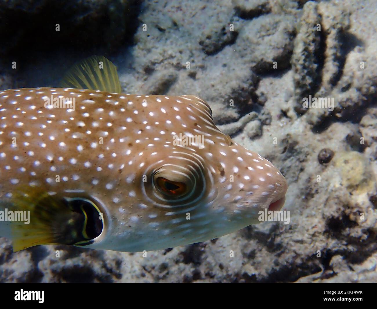 Starry pufferfish - Arothron stellatus Stock Photo