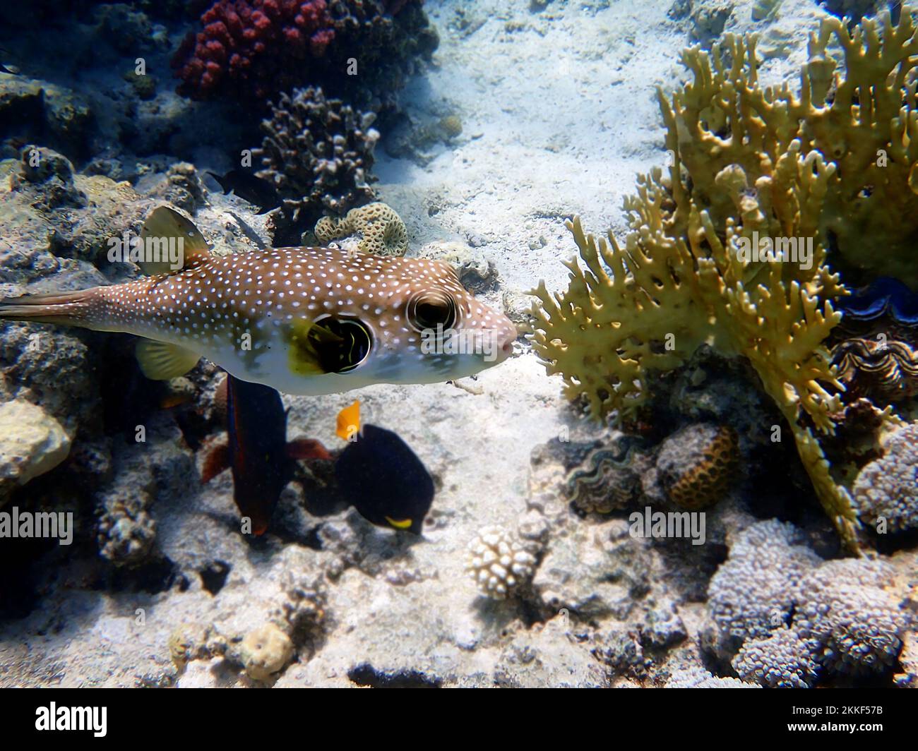 Starry pufferfish - Arothron stellatus Stock Photo