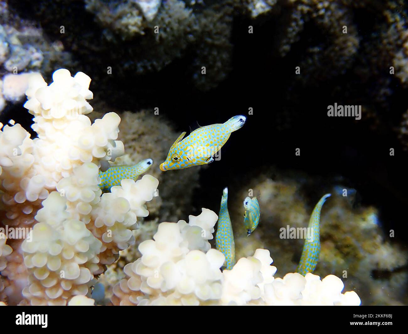 Harlequin filefish (Oxymonacanthus longirostris) underwater serenity scene in to the Red sea, Egypt Stock Photo