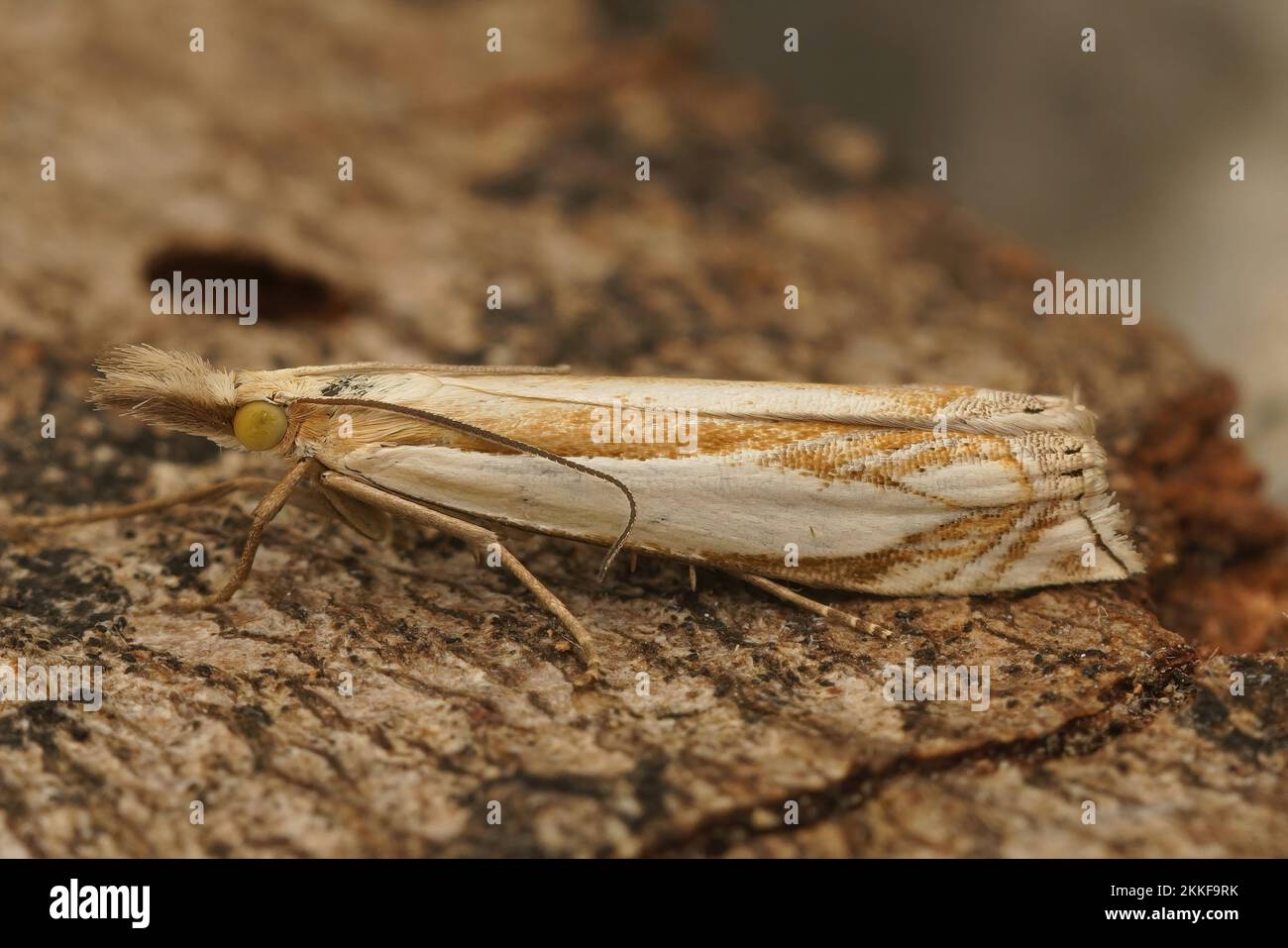 A closeup of a crambidae moth - Crambus pascuella on a wood Stock Photo