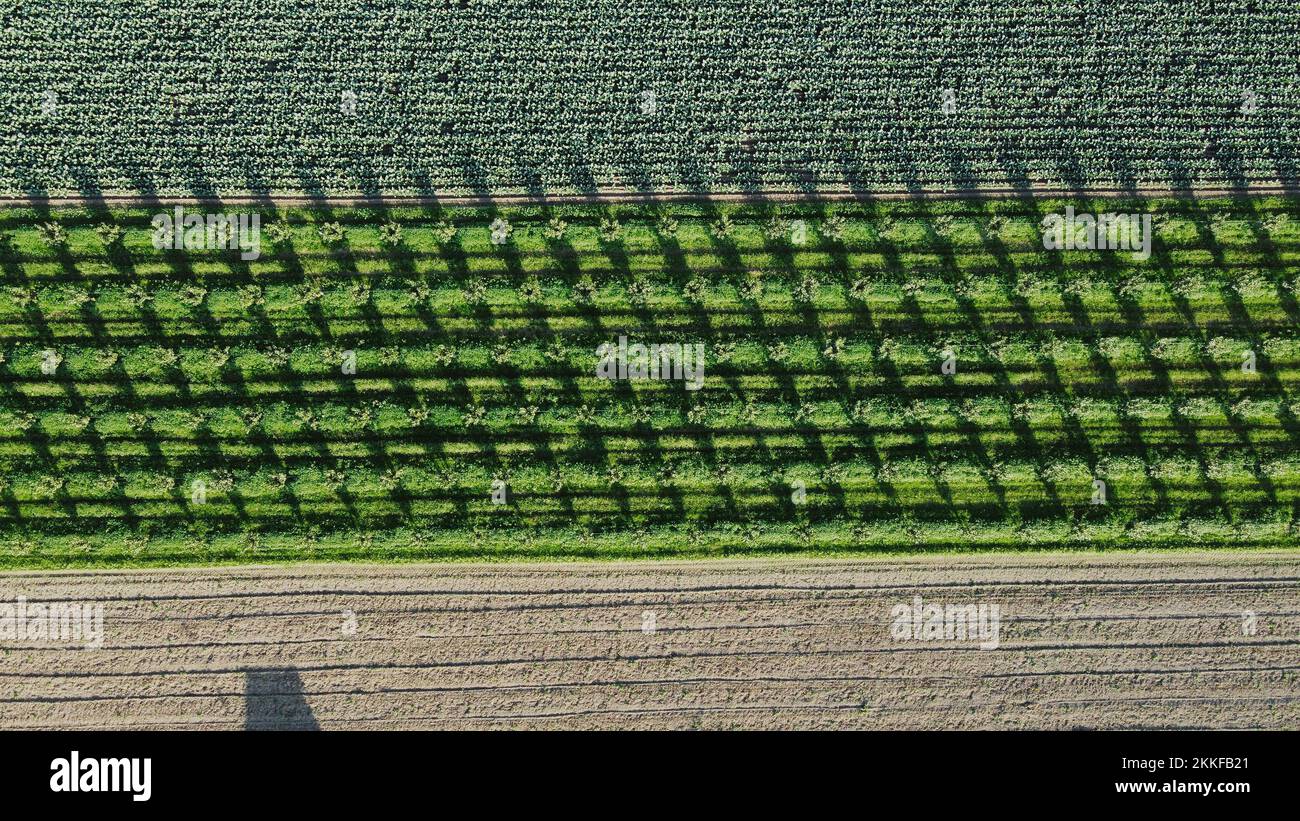 An aerial view of green agricultural fields on a sunny day Stock Photo ...