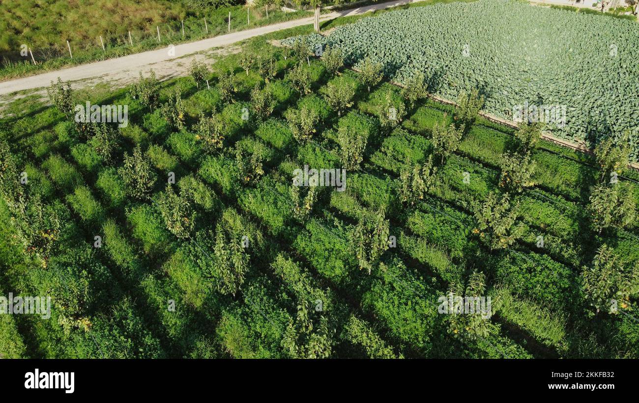 An aerial view of green agricultural fields on a sunny day Stock Photo ...