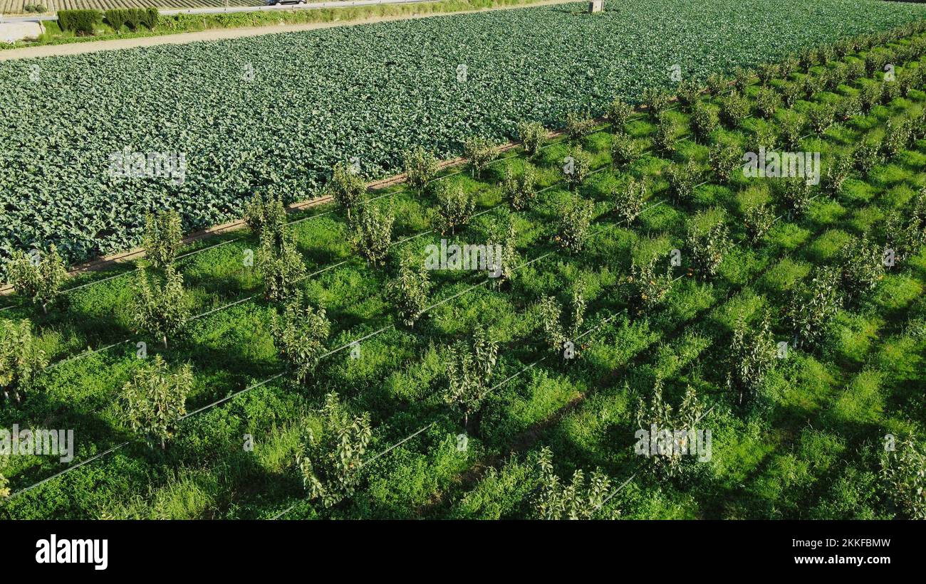 An aerial view of green agricultural fields on a sunny day Stock Photo ...