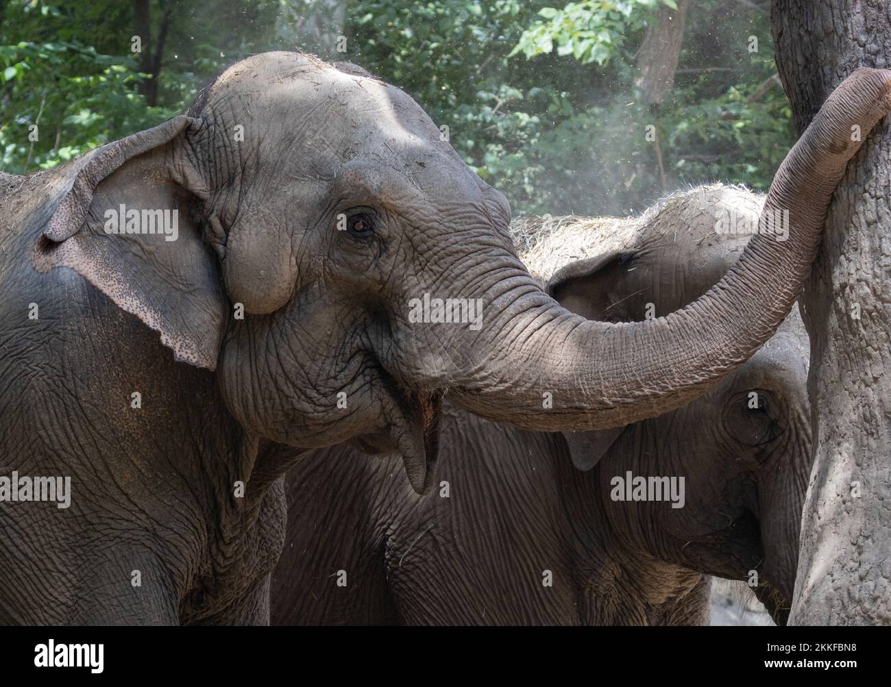 An Indian elephant (Elephas maximus indicus) with no tusks Stock Photo