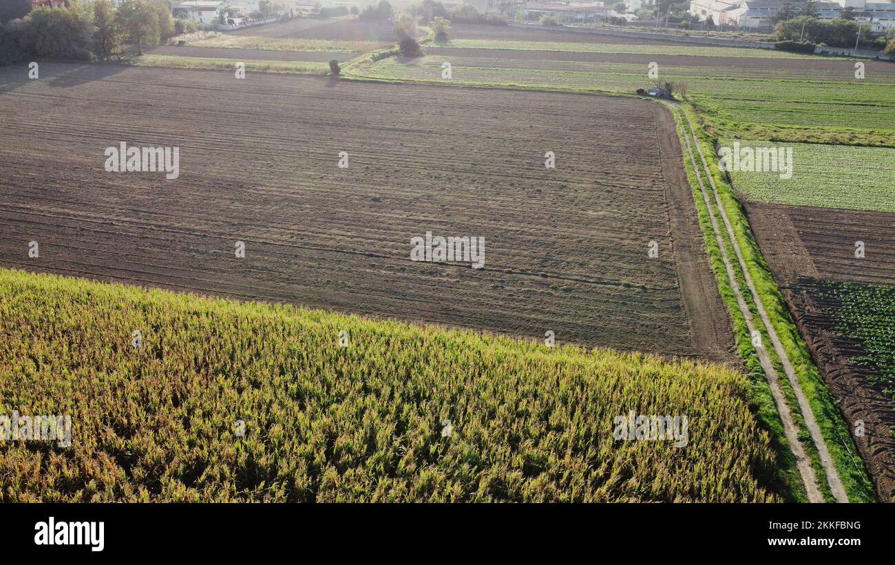 An aerial view of green agricultural fields on a sunny day Stock Photo ...