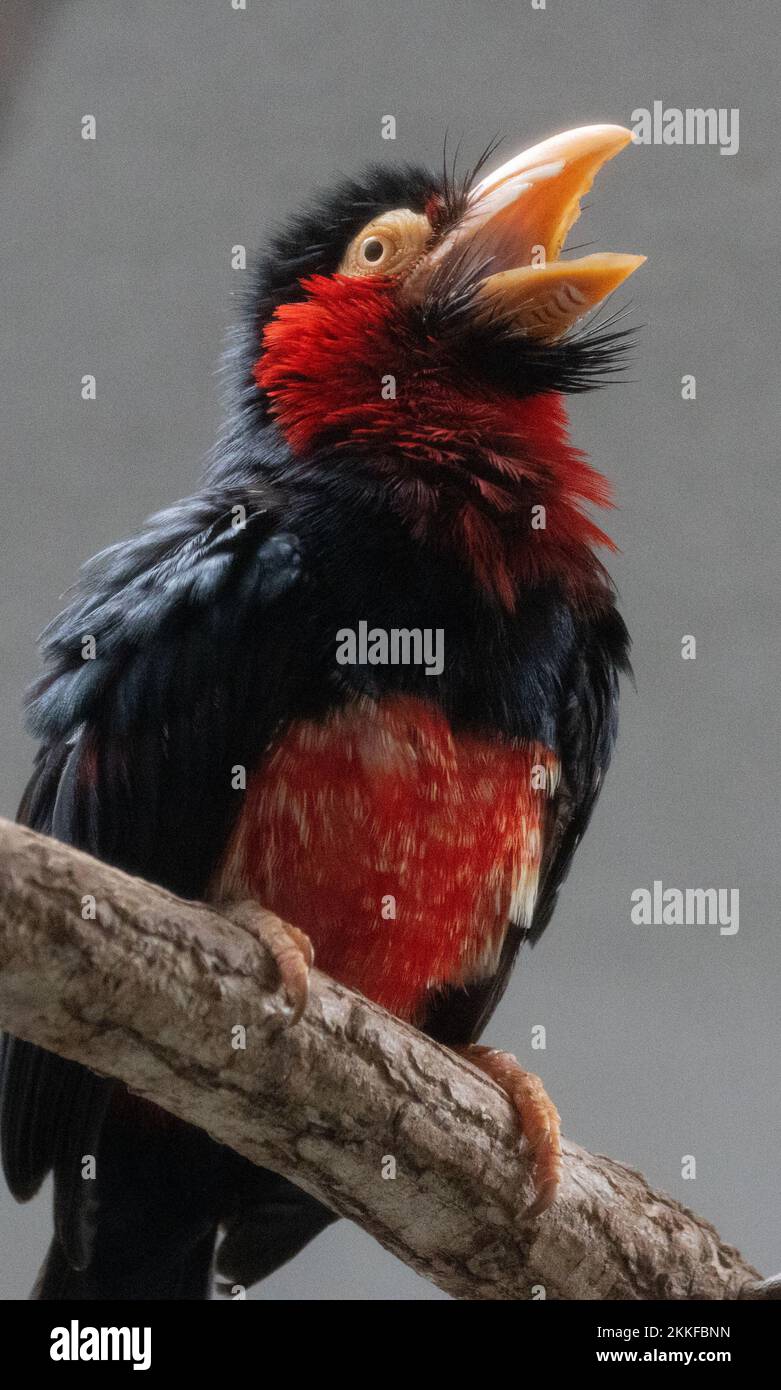 A vertical shot of a bearded barbet (Lybius dubius) perched on a branch Stock Photo