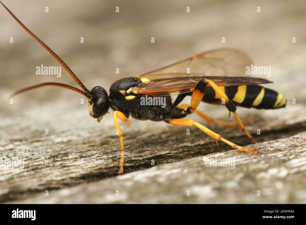 A Colorful Common European Ichneumonid Wasp Ichneumon Sarcitorius Stock 