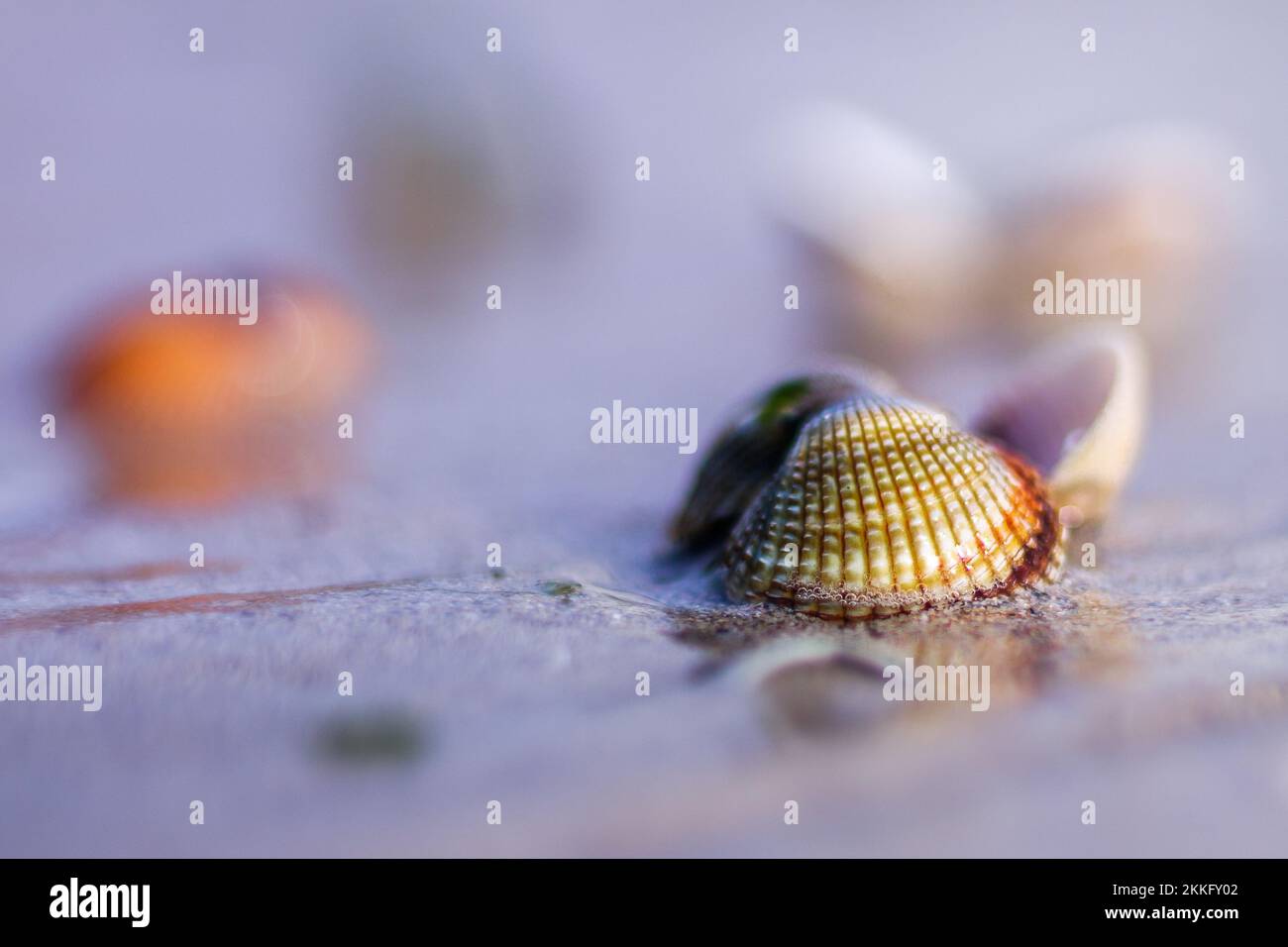 Cockle in its habitat, the sand of the beach Stock Photo - Alamy