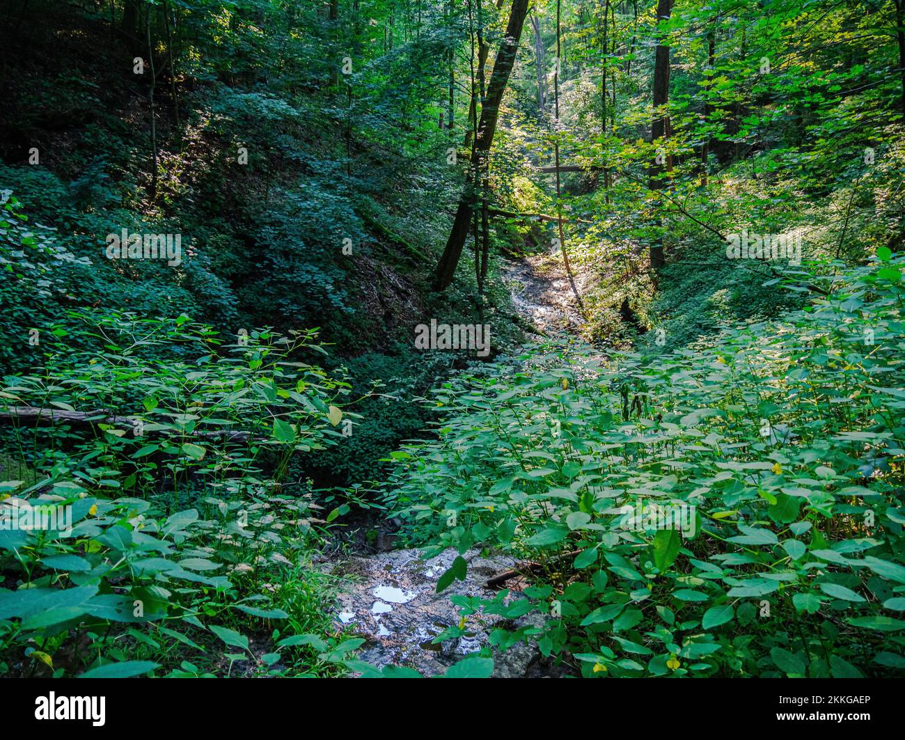 A forest in Braddock's Trail Park, Westmoreland County, Pennsylvania ...