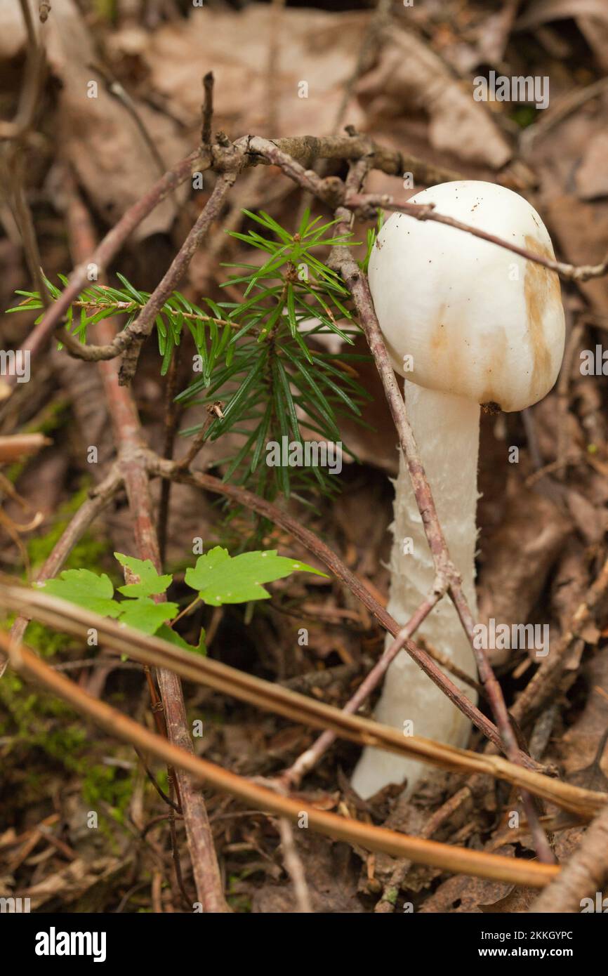 Amanita mushroom with dried leaves and pine needles on the ground in the forest. Amanita fungus in the woods. Stock Photo