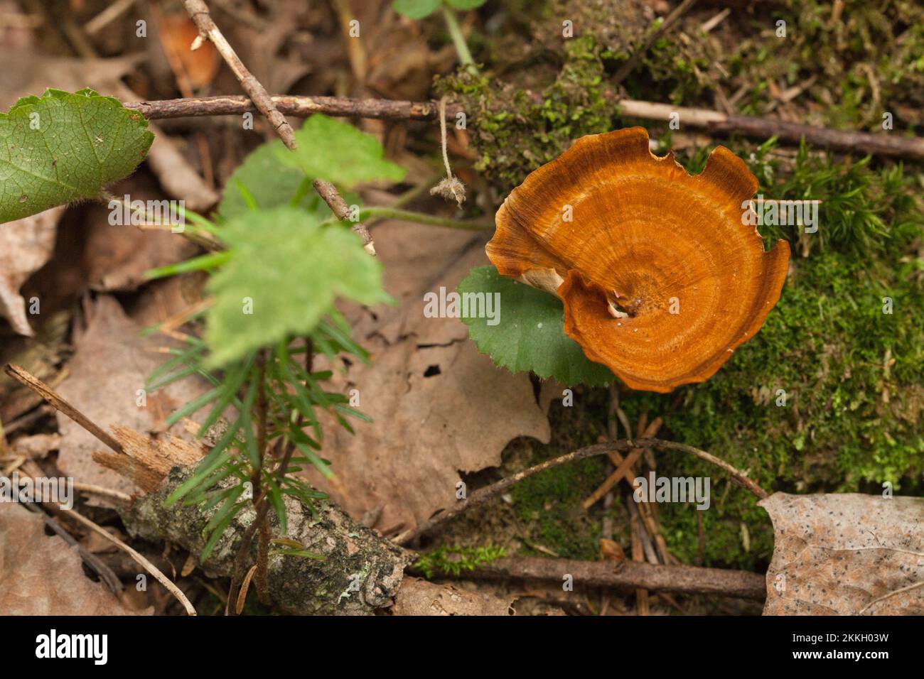 Bright orange mushroom Lactarius deliciosus saffron milkcap in the moss. Saffron Milk Cap with moss and dried leaves. Stock Photo