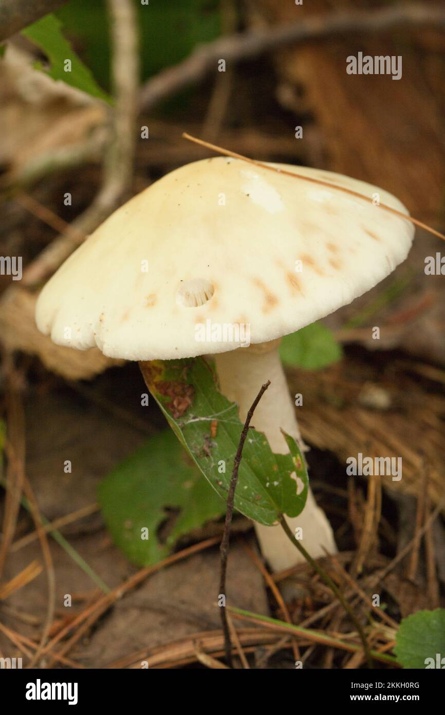 Amanita mushroom with dried leaves and pine needles on the ground in the forest. Amanita fungus in the woods. Stock Photo