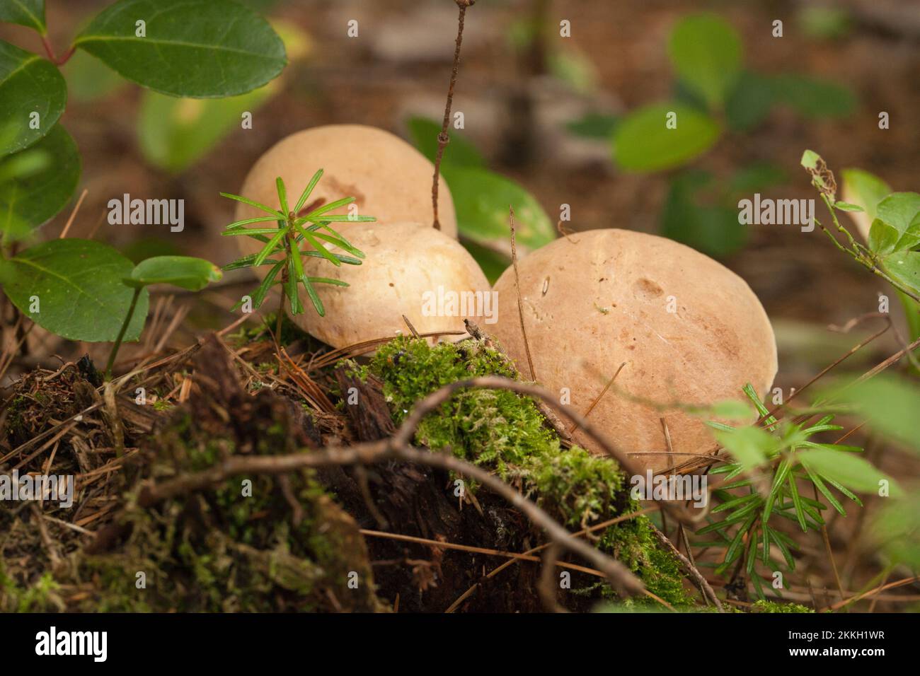 Boletus edulis porcini mushrooms with dried leaves and pine needles on the ground. Wild Penny Bun mushroom in the woods. Stock Photo
