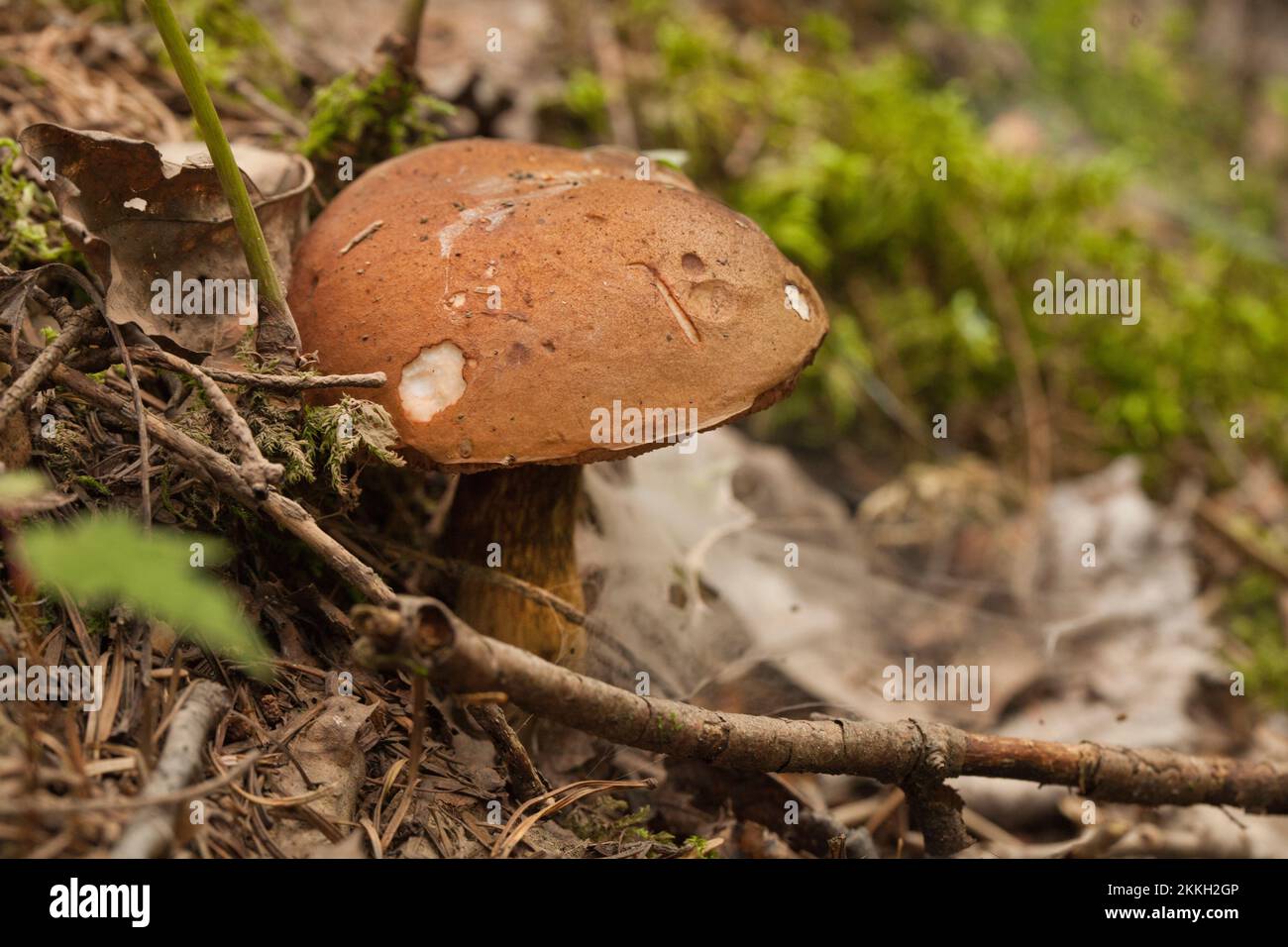 Boletus edulis porcini mushroom with dried leaves and pine needles on the ground. Wild Penny Bun mushroom in the woods. Stock Photo