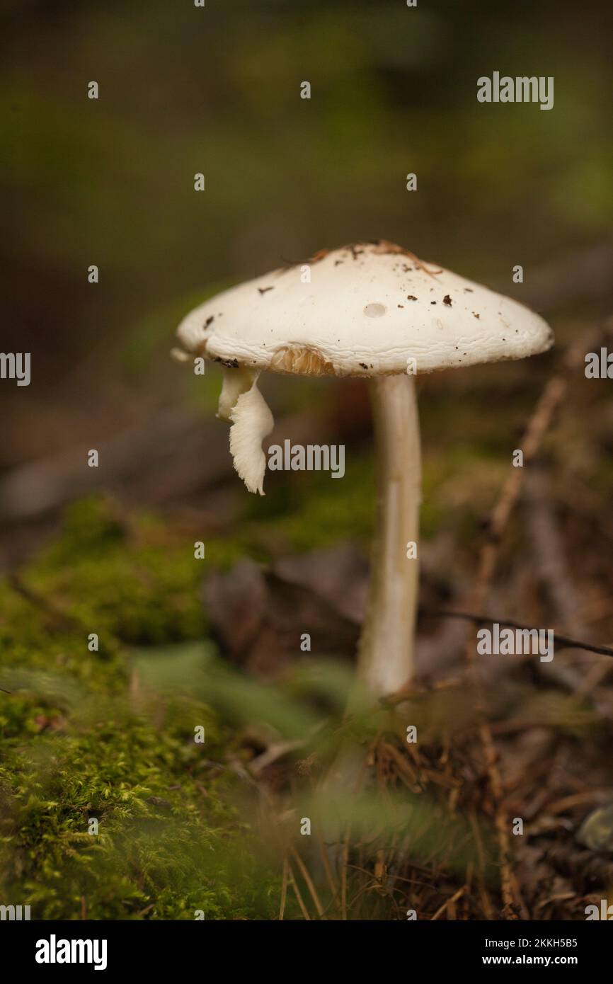 Amanita mushroom with dried leaves and pine needles on the ground in the forest. Amanita fungus in the woods. Stock Photo