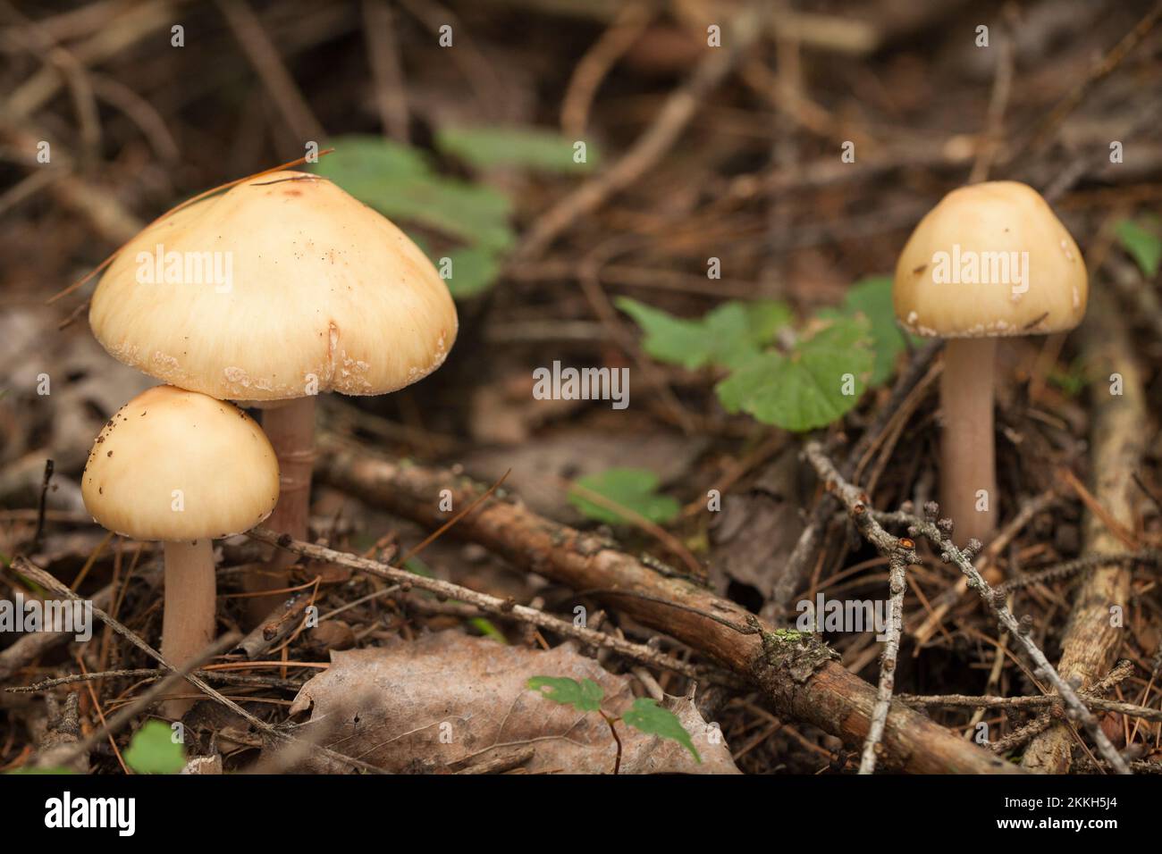 Amanita mushrooms with dried leaves and pine needles on the ground in the forest. Amanita fungus in the woods. Stock Photo