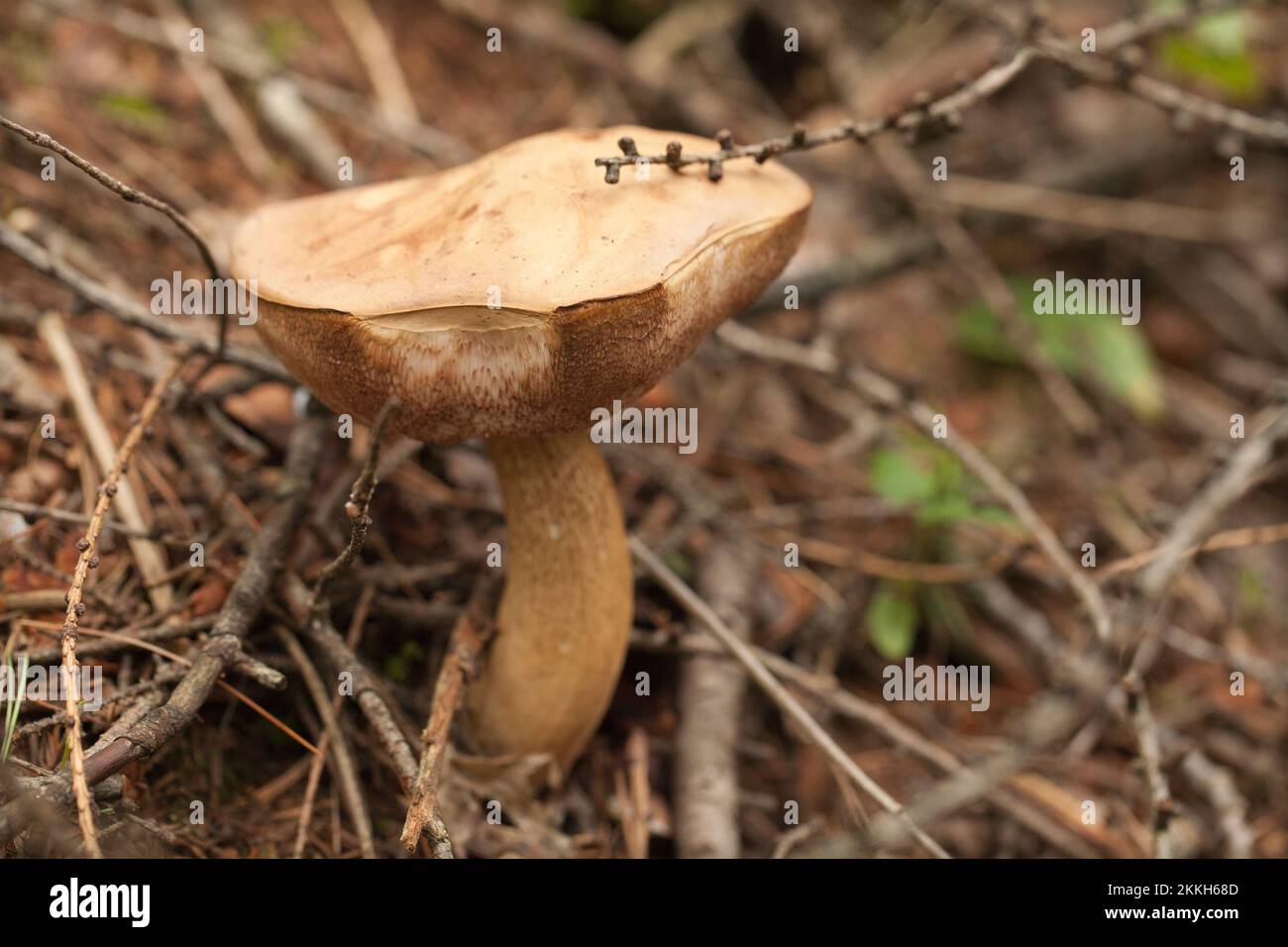 Boletus edulis porcini mushroom with dried leaves and pine needles on the ground. Wild Penny Bun mushroom in the woods. Stock Photo